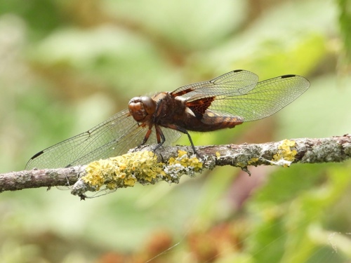Broad boddies chaser dragonflyat Elmore Estate rewilding.jpeg