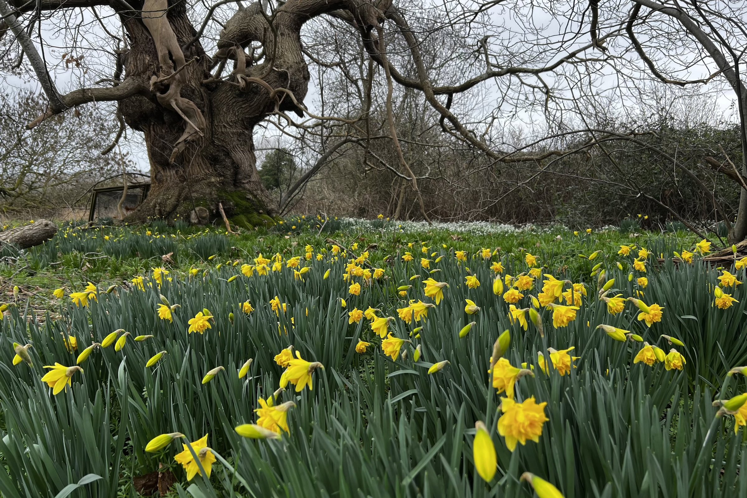 Daffodils On Elmore Estate 1