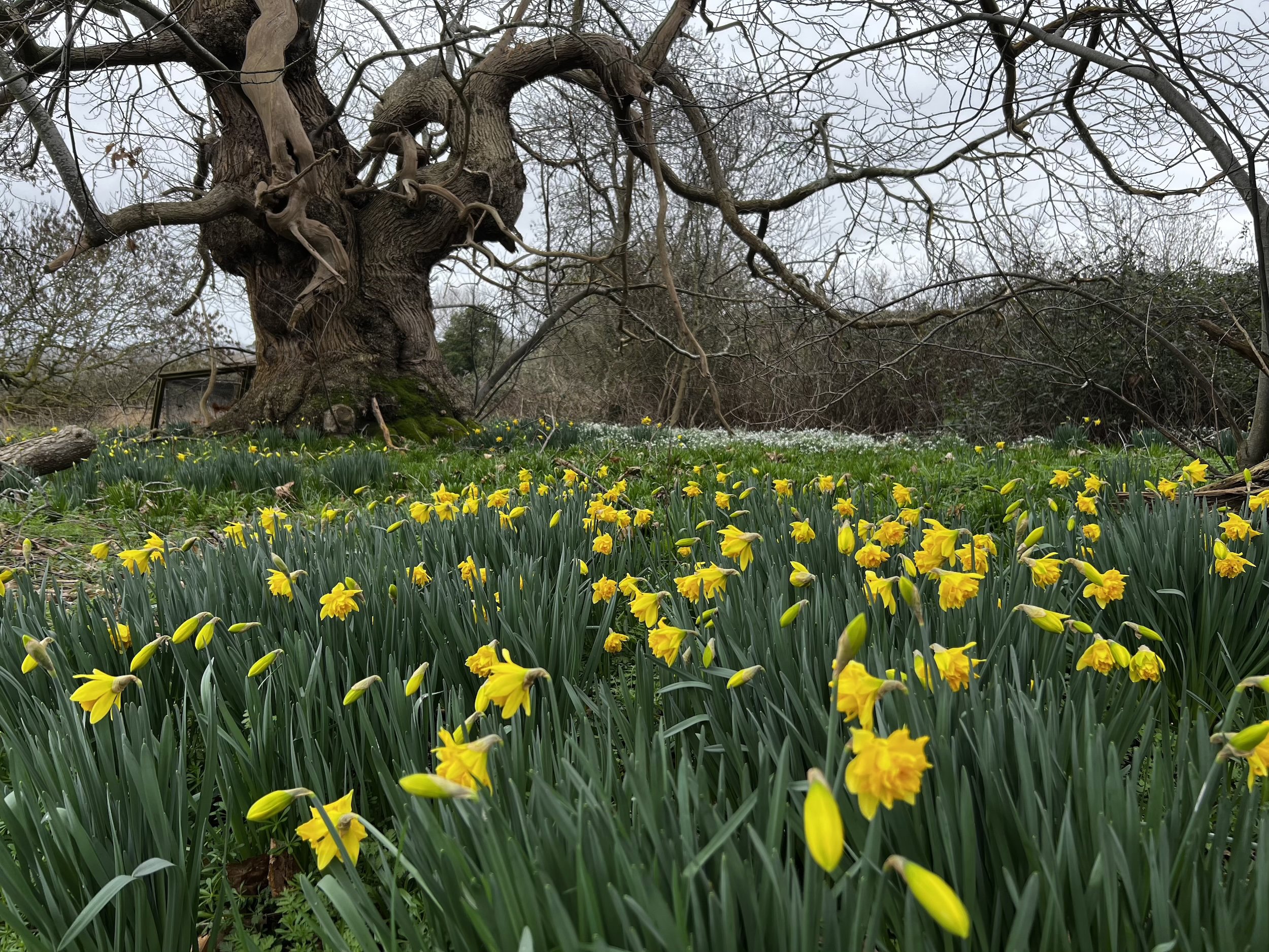 Daffodils On Elmore Estate 1