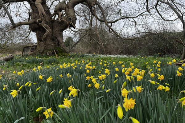 Daffodils On Elmore Estate 1