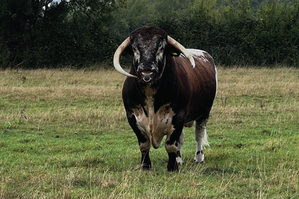 Bull