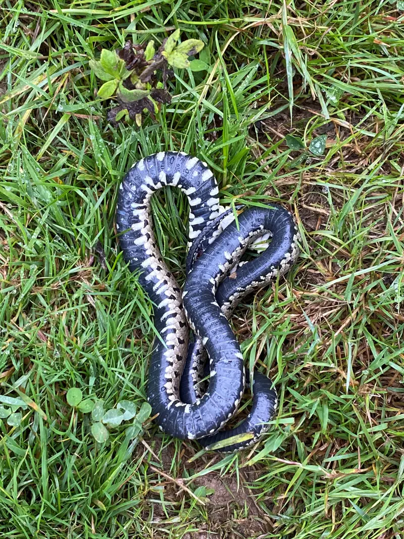 Snake Rewilding Knepp