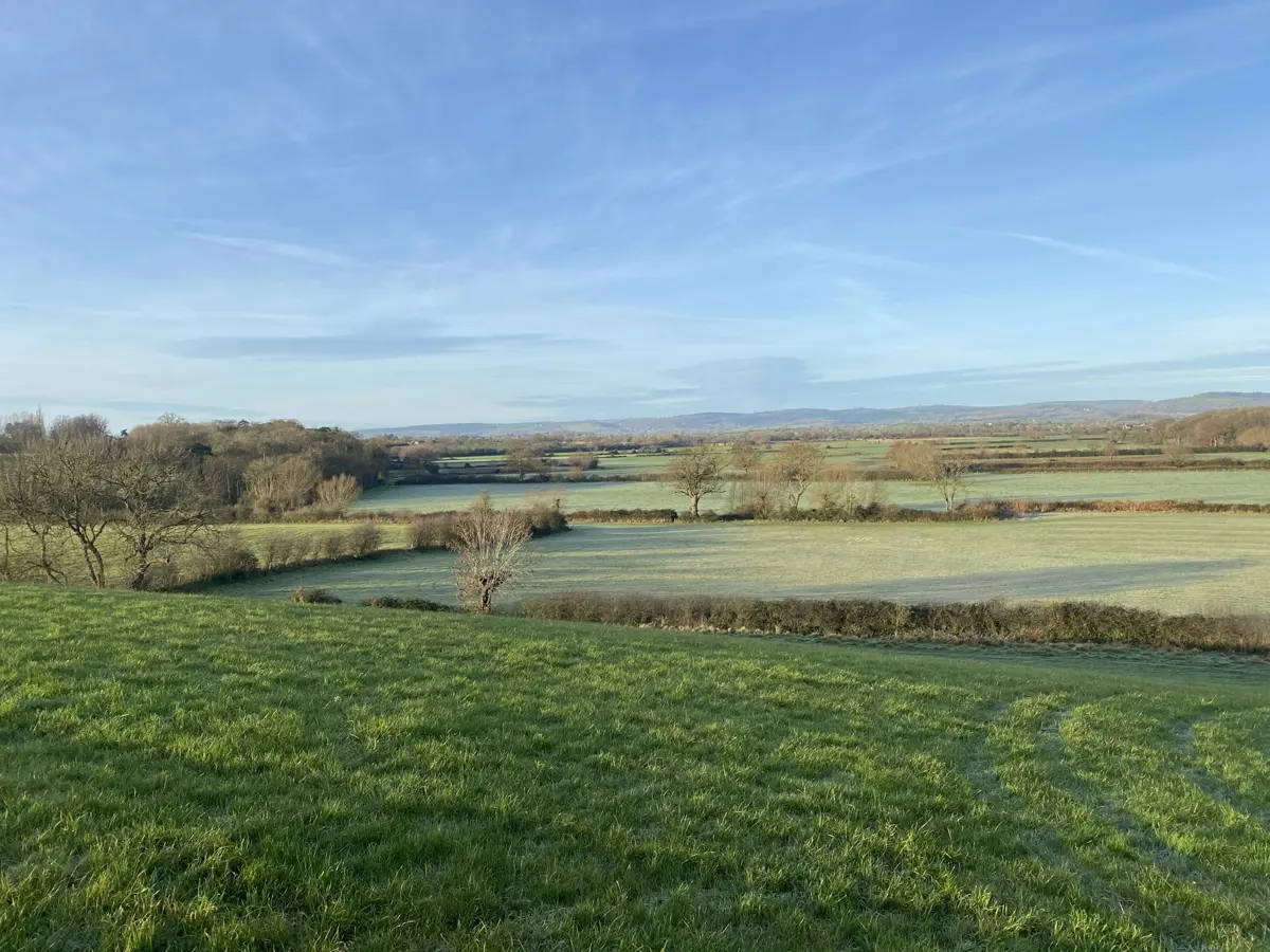 Fields To Be Rewilded