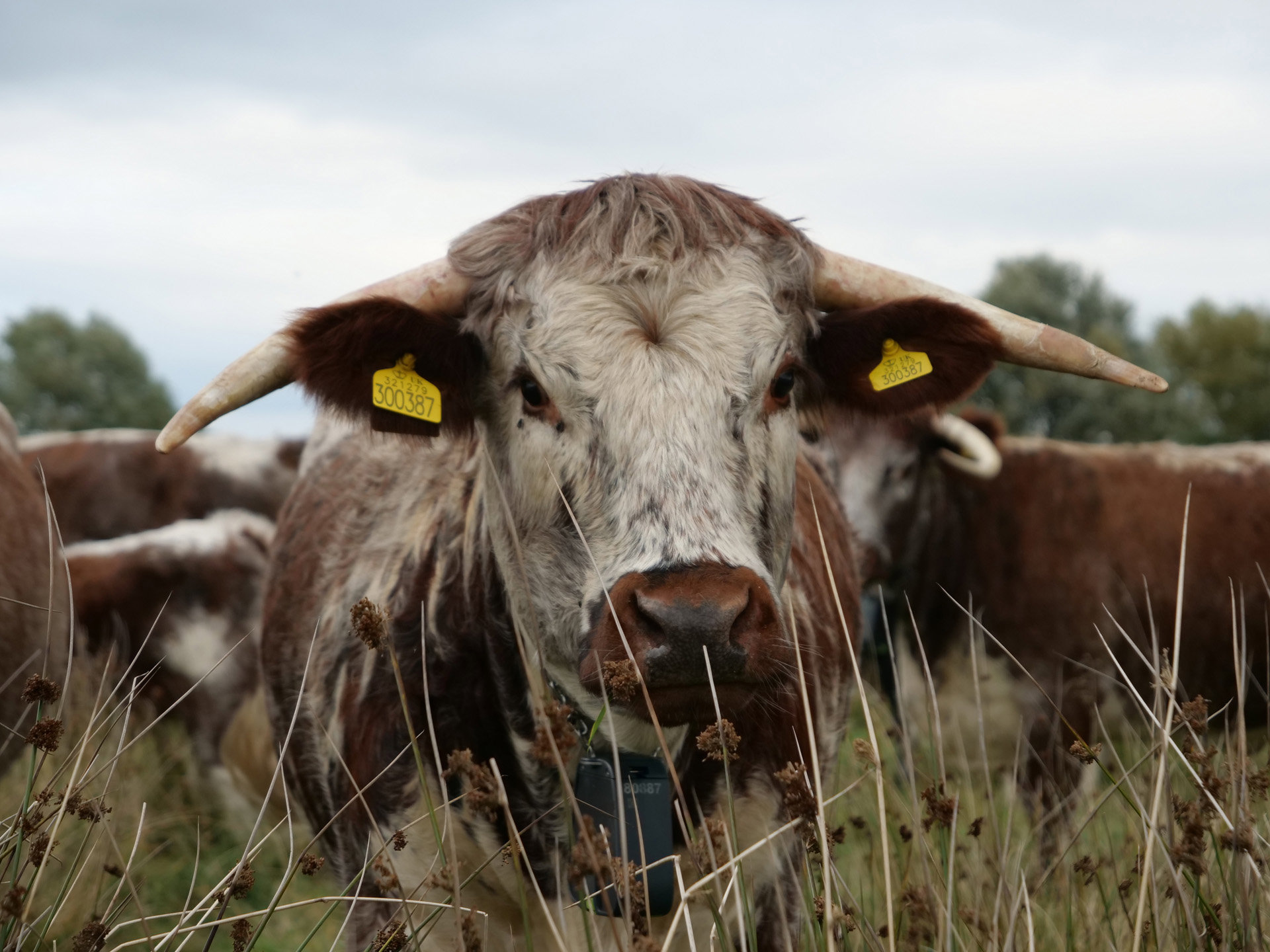 Beautiful cow with long horns and fence free bell around its neck at rewilding project elmore court