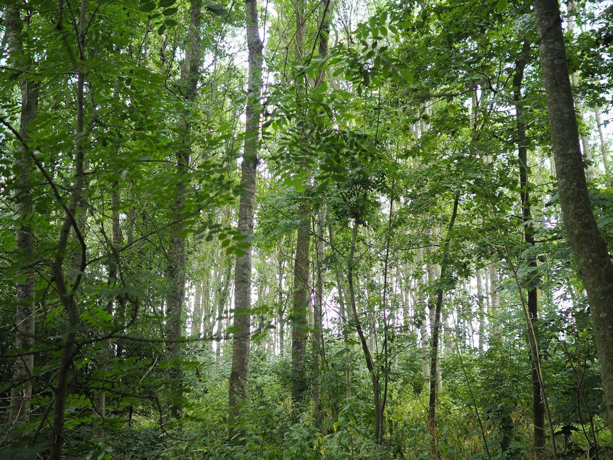 Elmore Woodland1 2