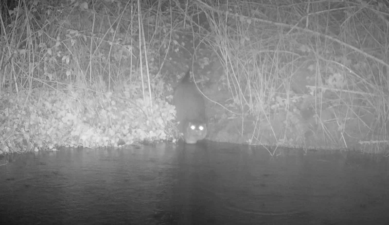Otter Entering Wild Swimming Lake At Elmore Estate