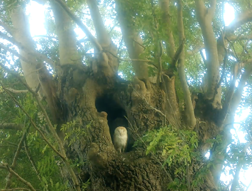 Barn Owl At Elmore Estate Rewilding.png