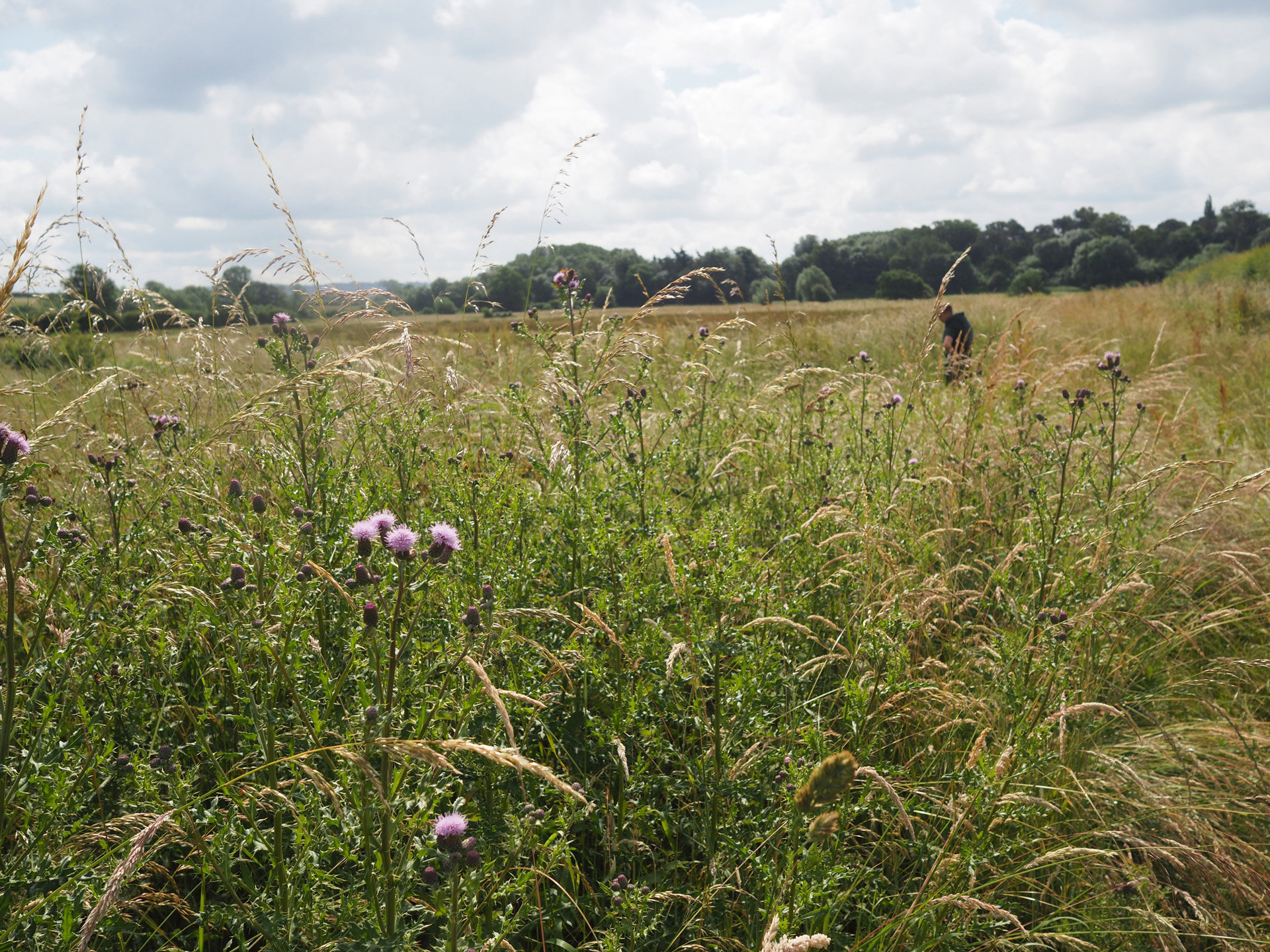 Rewilding Weddings