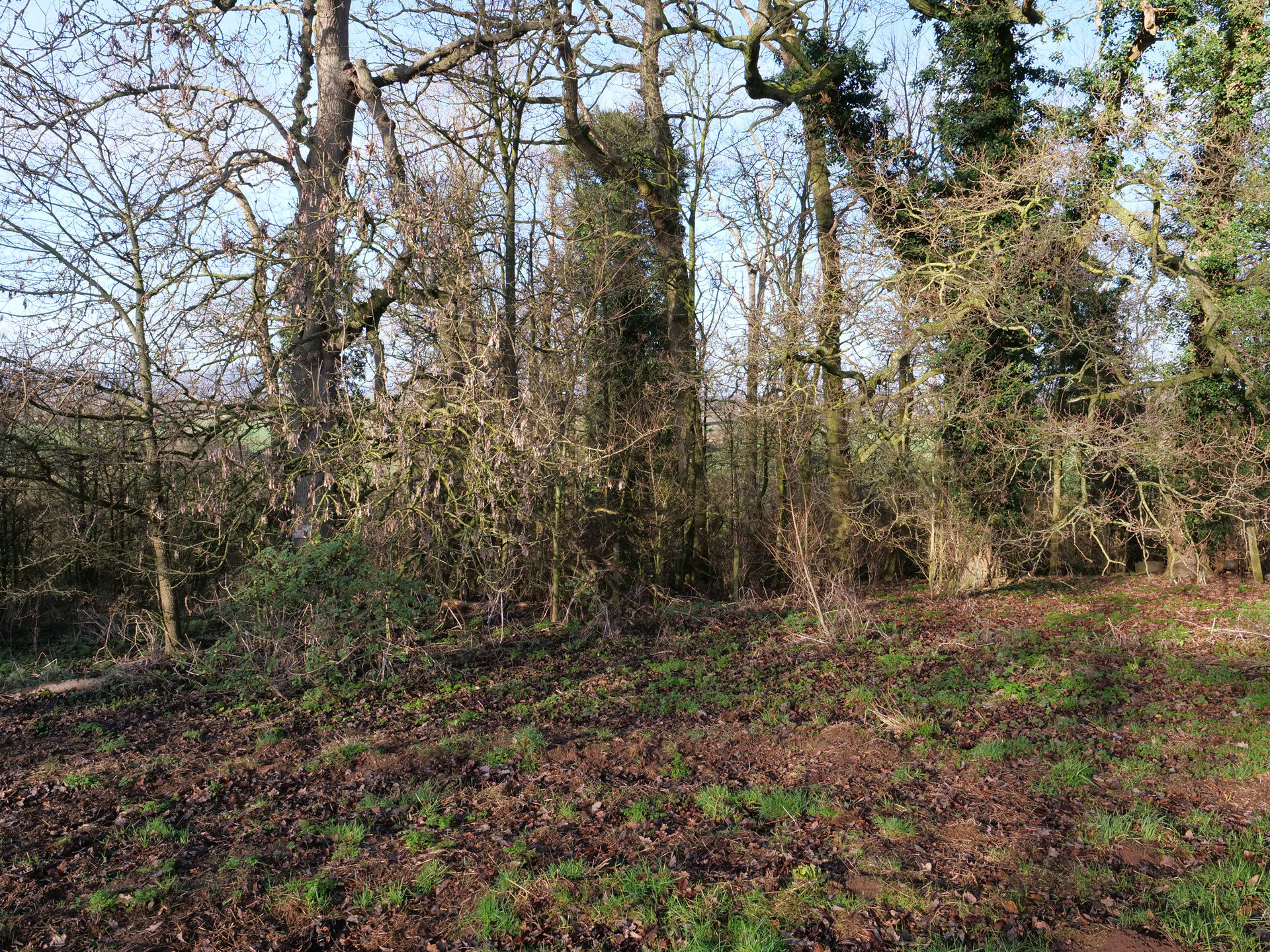 Treehouse In Rewilding Land