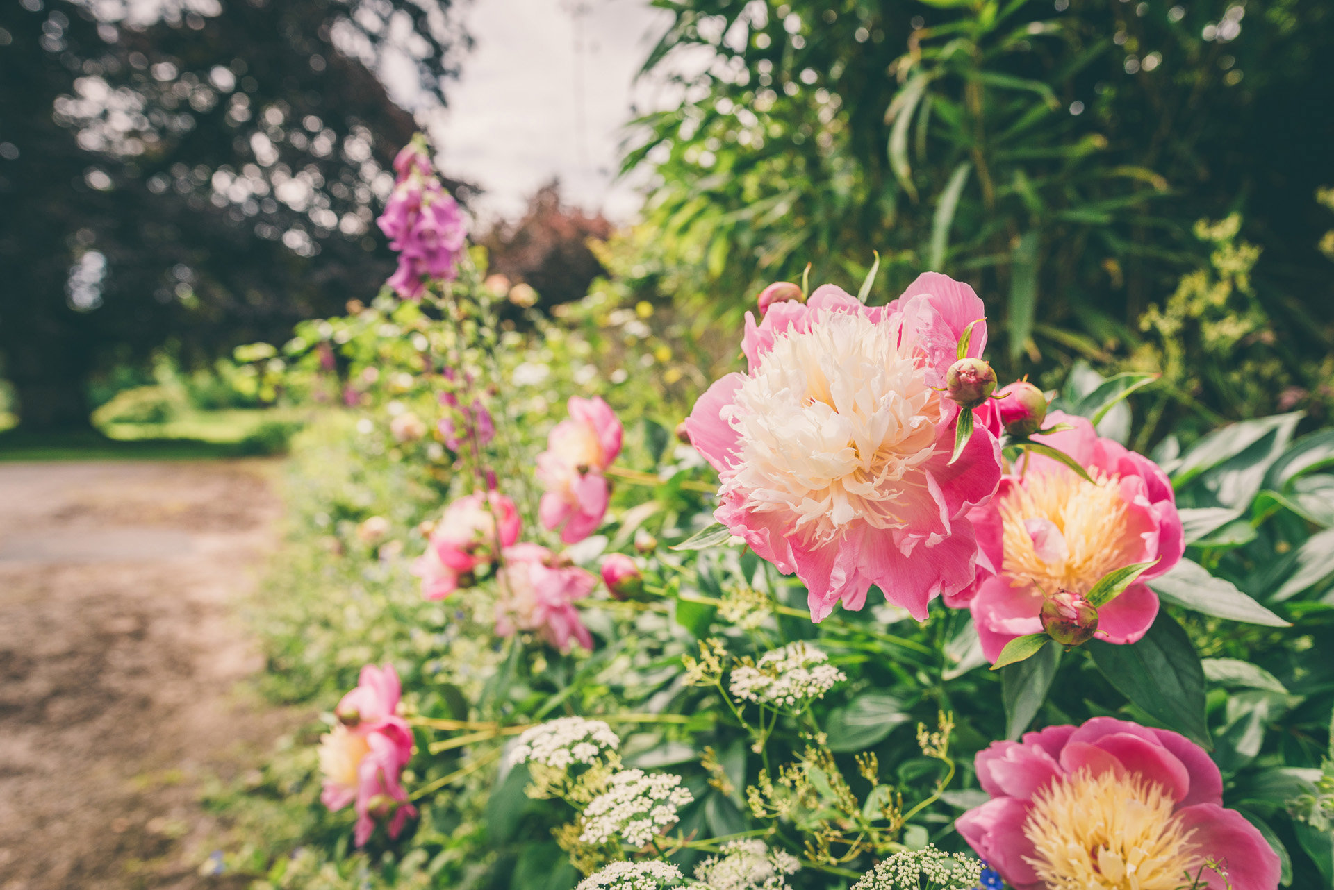 Big pink blousy flowers for summer 2021 weddings