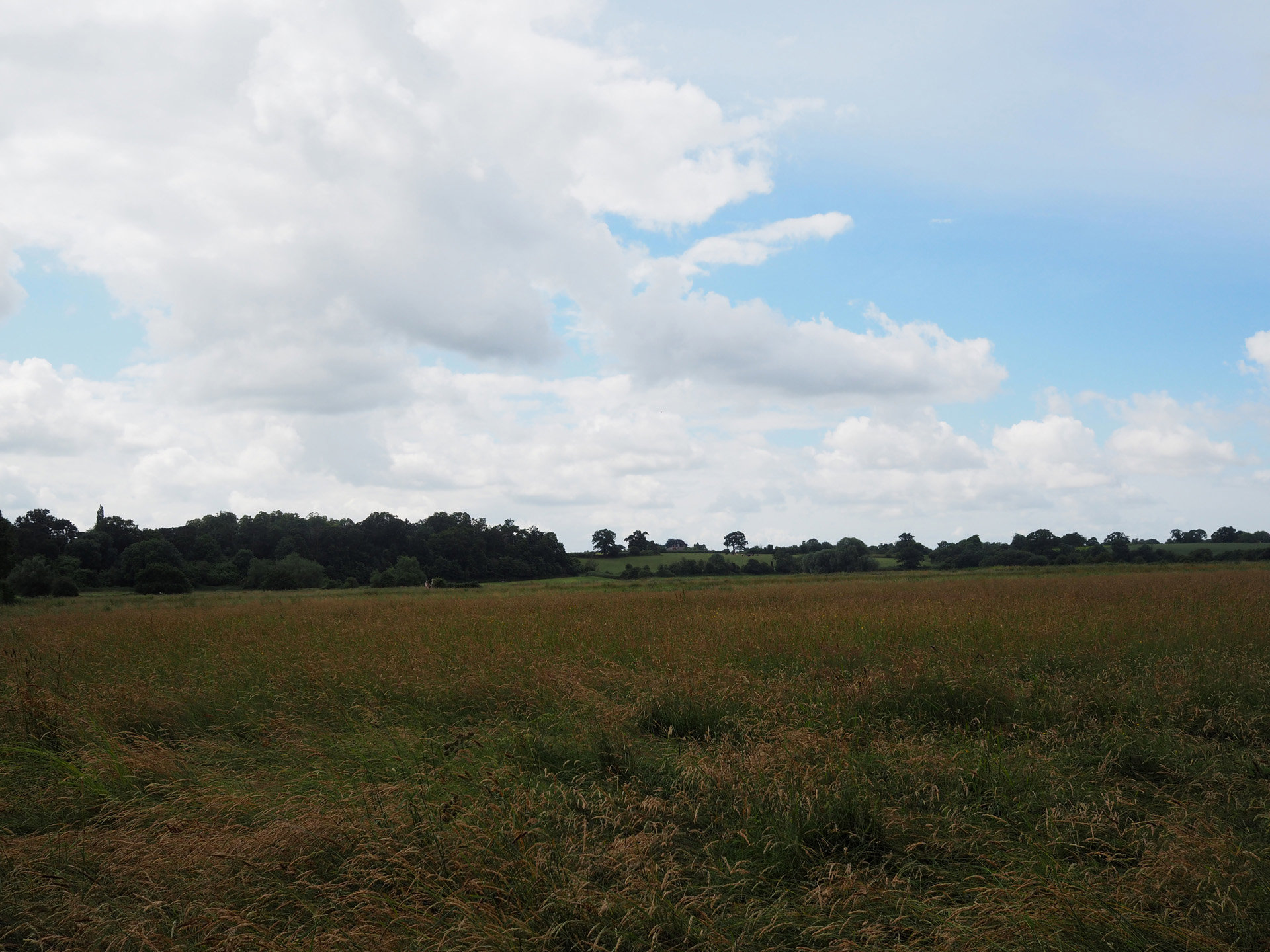 Rewilding Britain