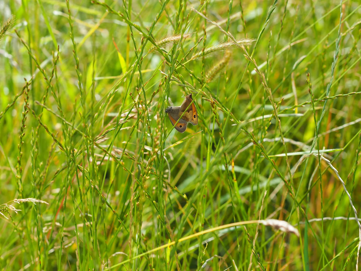 Meadow with butterflies at rewilding wedding venue