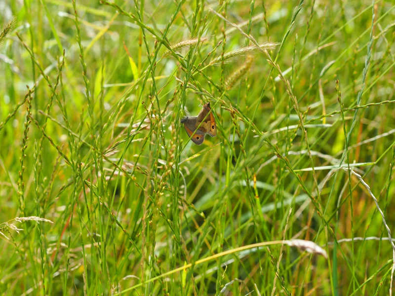 Meadow with butterflies at rewilding wedding venue