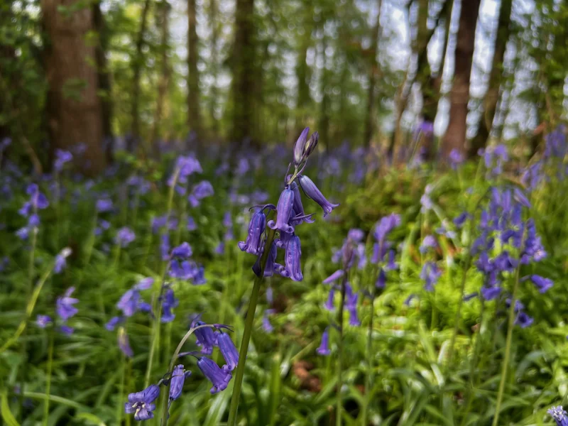 Bluebells covering Elmore Estate woodlands