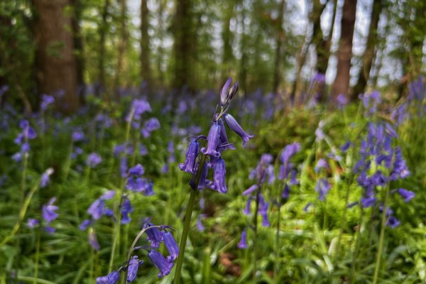 Bluebells covering Elmore Estate woodlands