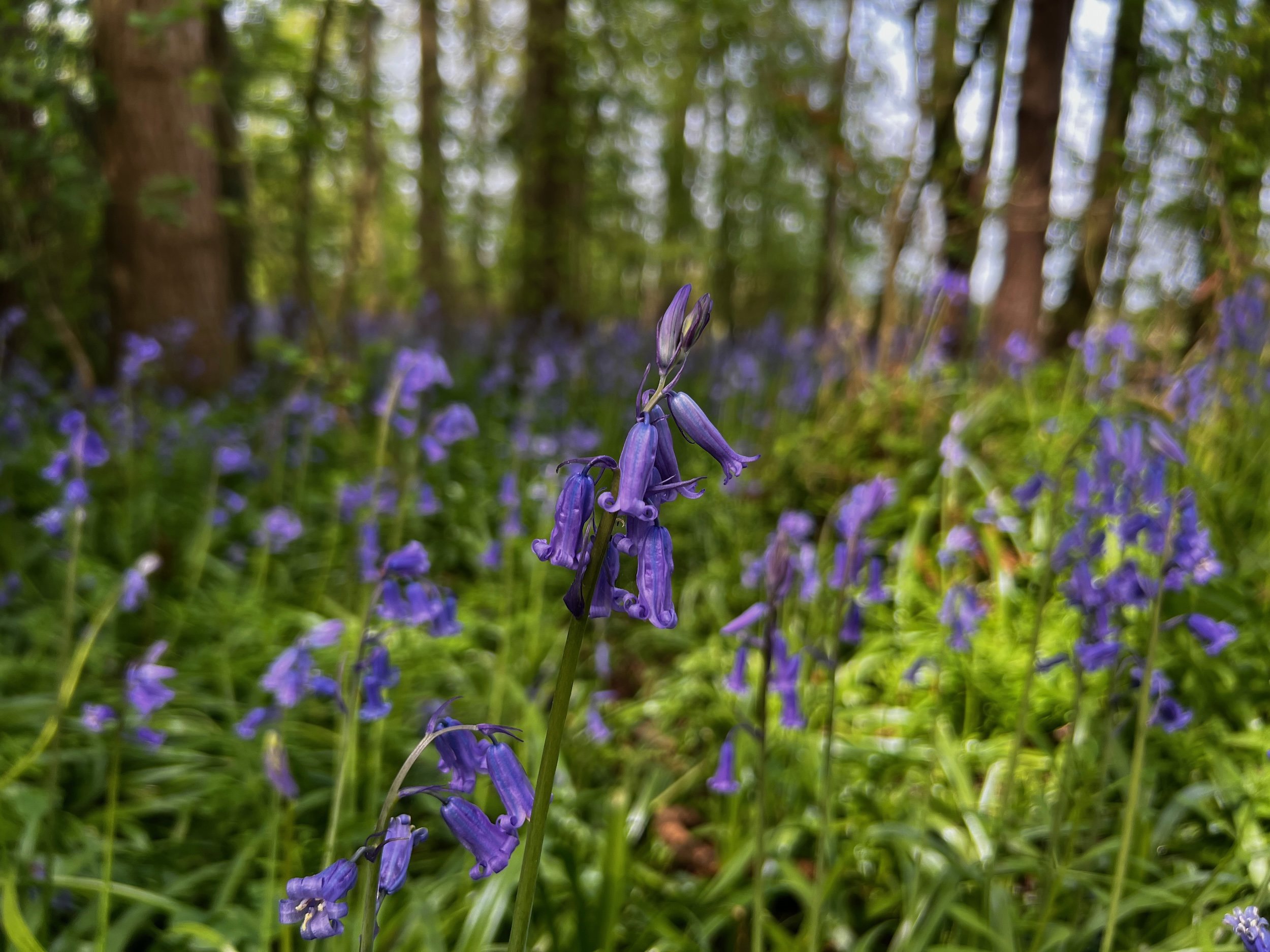Bluebells covering Elmore Estate woodlands