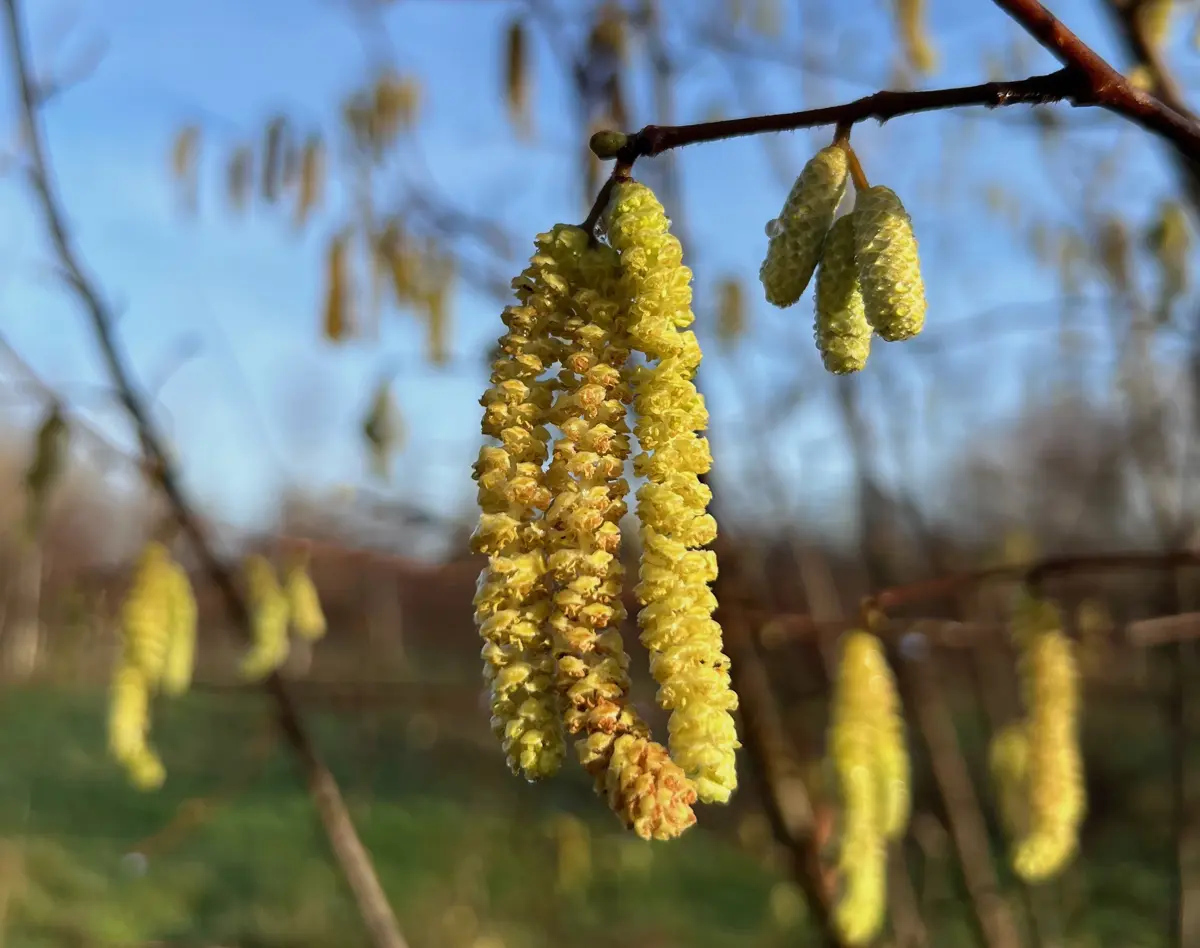 Hazel Catkin