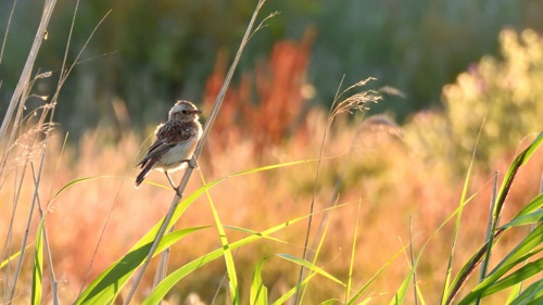 Whinchat on Elmore Estate Rewilding land.jpeg