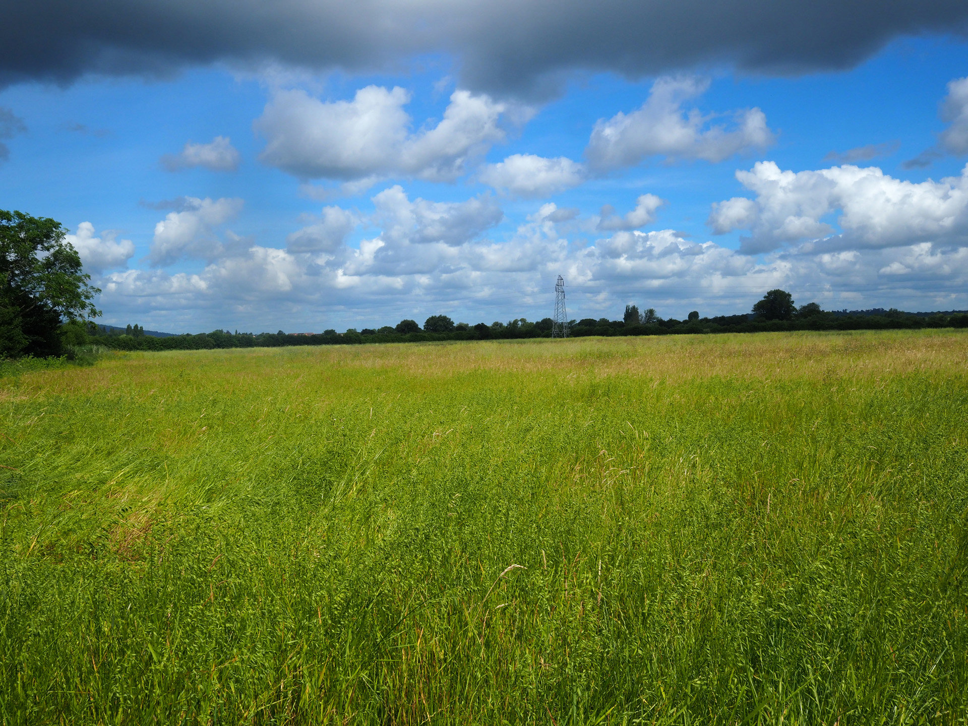 Rewilding England