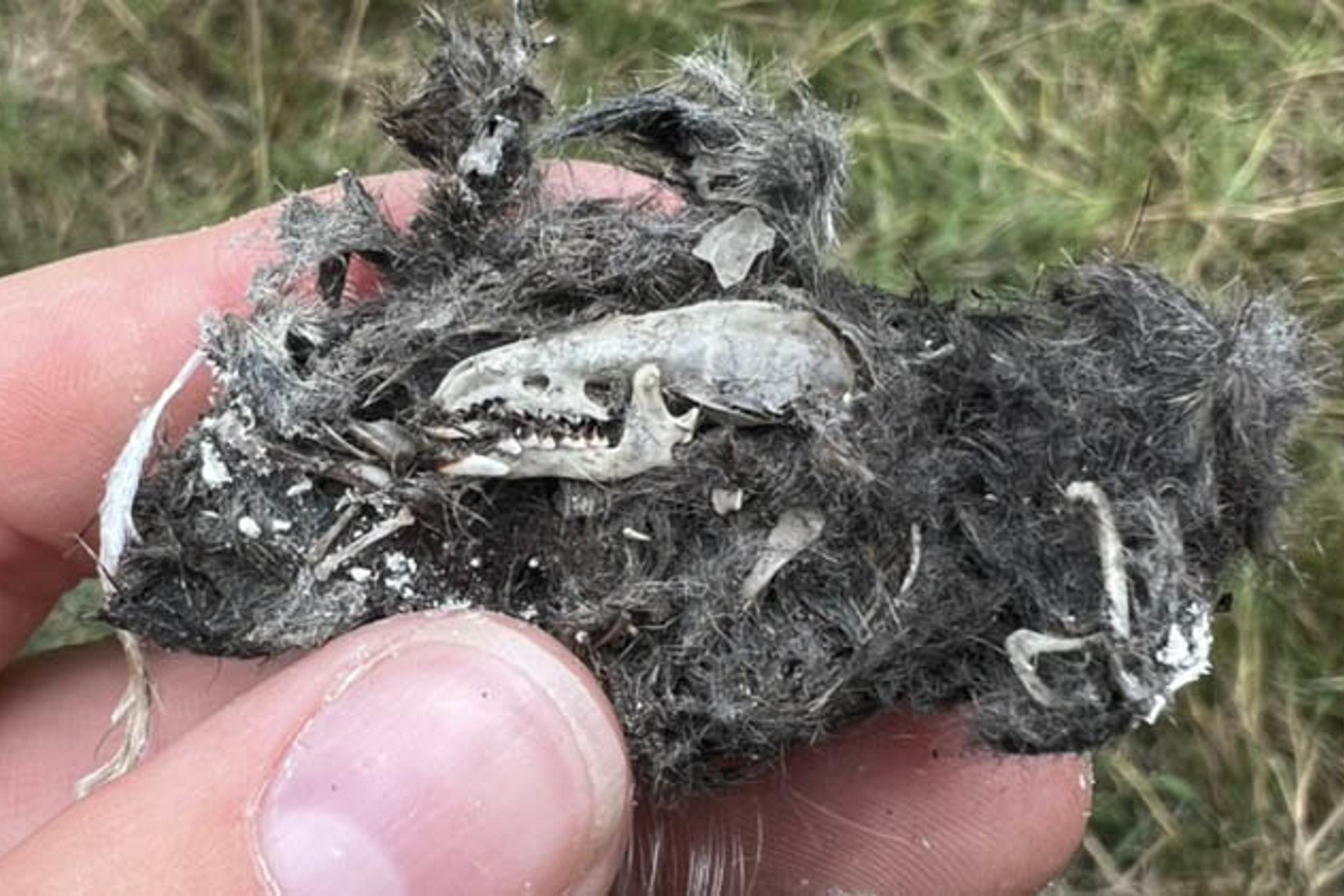 Owl Pellet 1