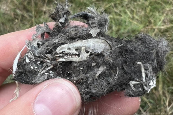 Owl Pellet 1
