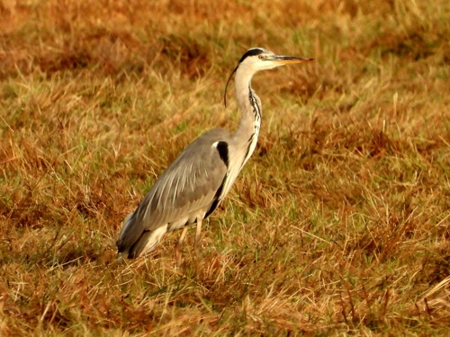 Grey heron on cut hay field on Elmore Estate.jpeg