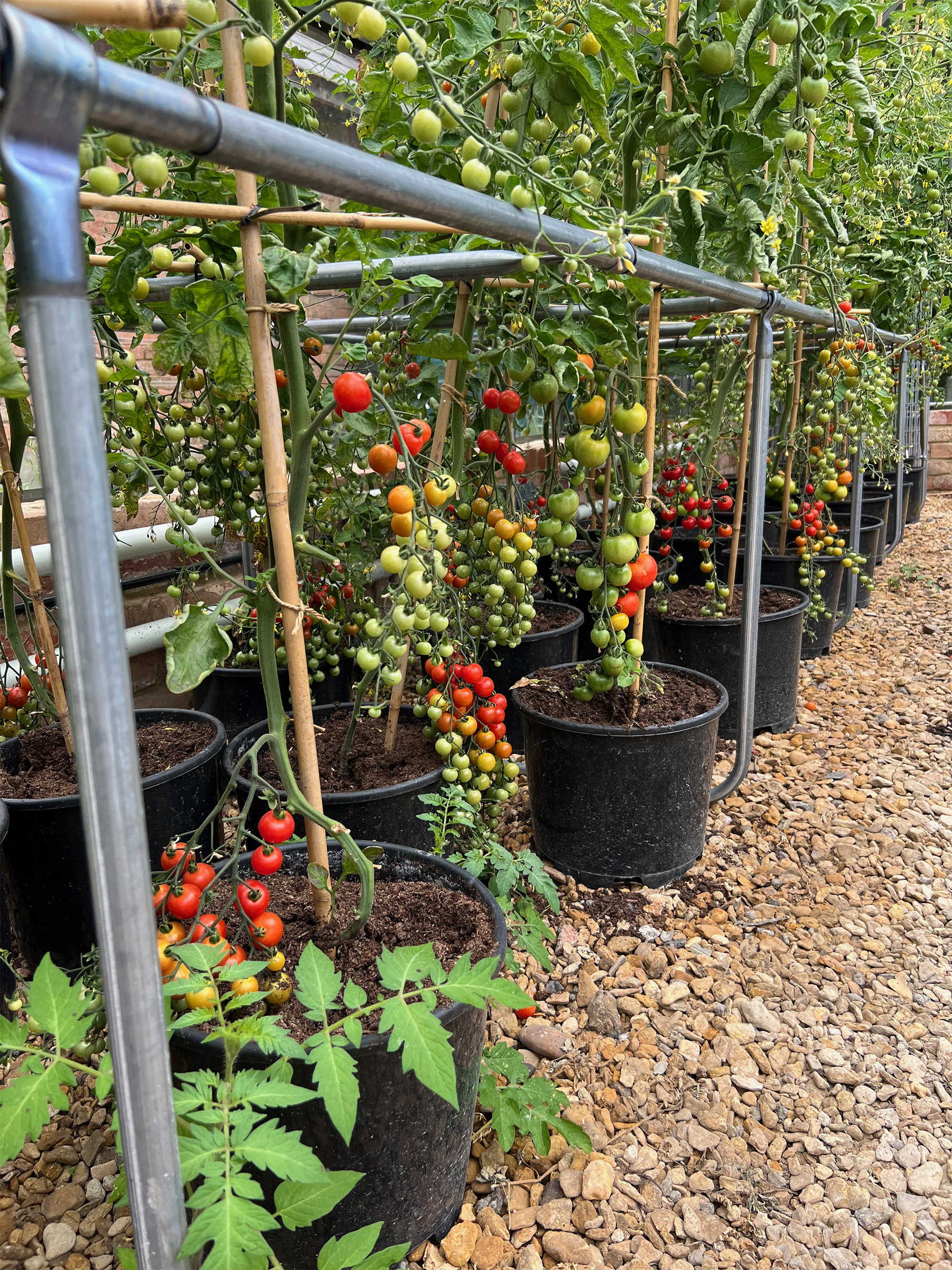 Rows of tomatoes in a greenhouse, hanging on their vines, ripening in the summer sun
