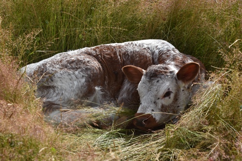 Athena the first Londhorn calf at Elmore Estate rewilding.JPG