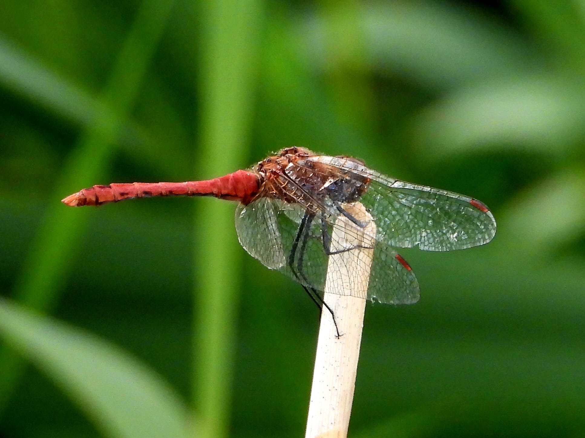 Ruddy Darter Dragonfly At Elmore Esate Rewilding Land.