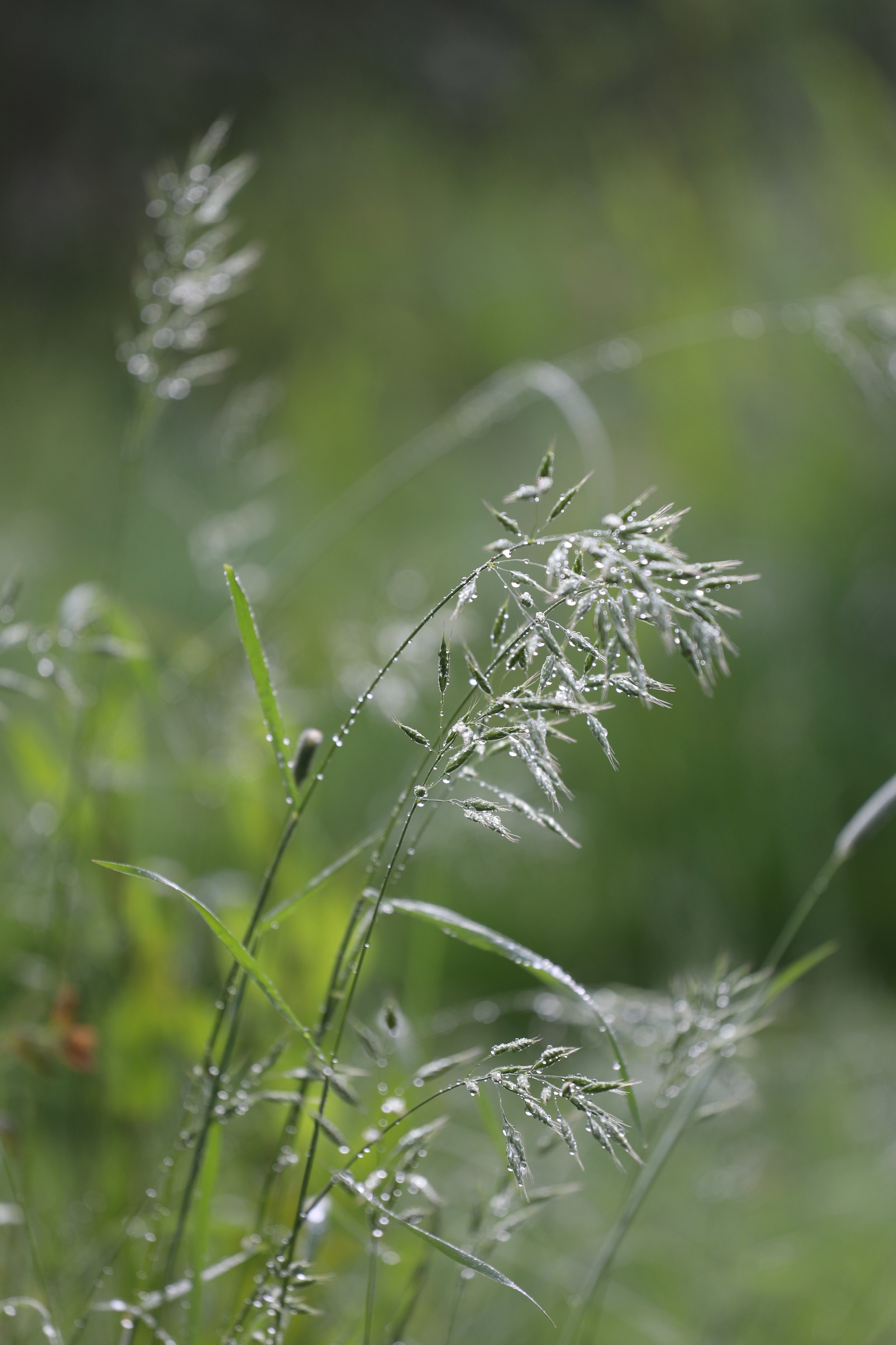 Grasses at Elmore Wild