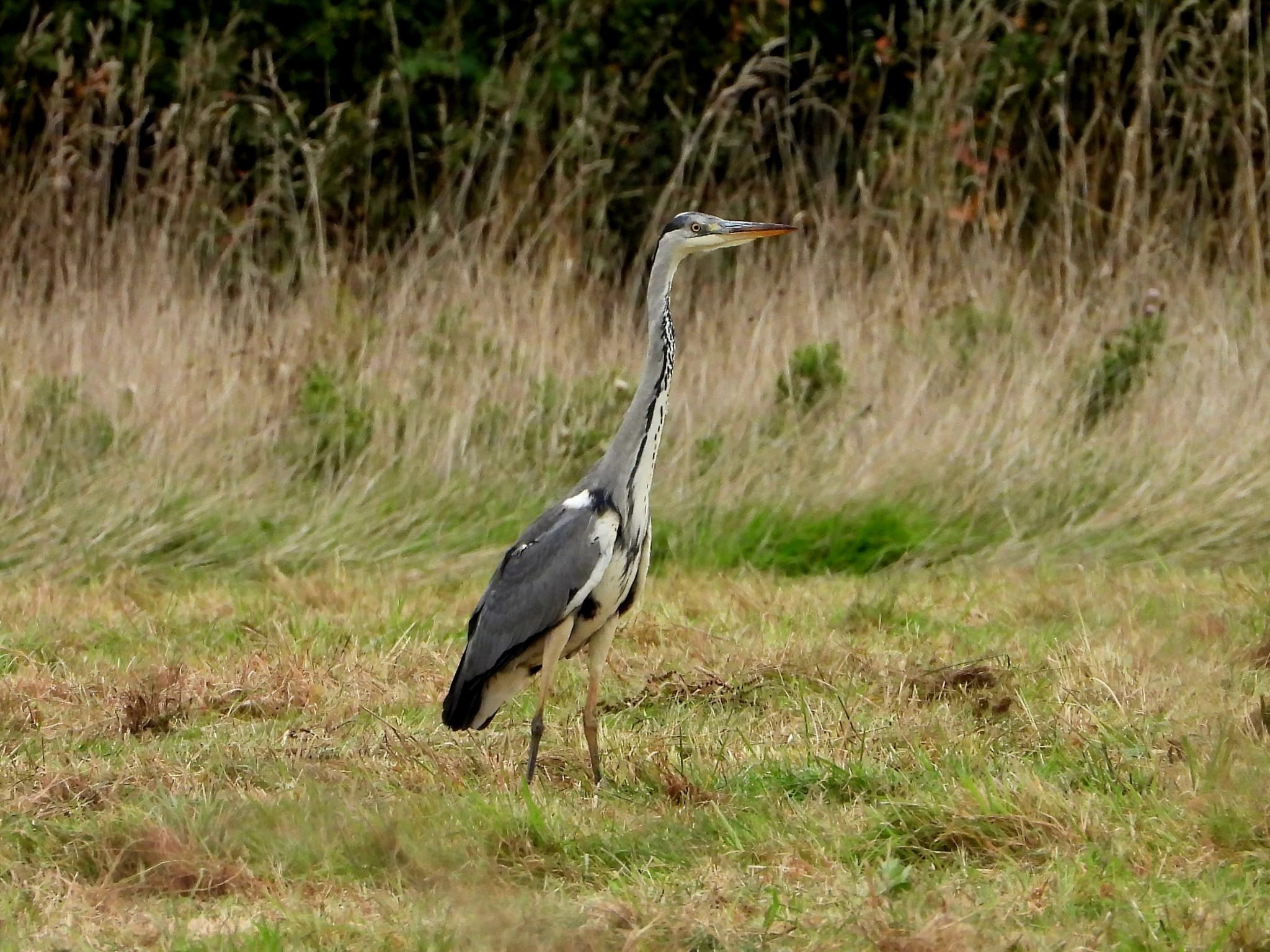 Grey Heron At Elmore Esate Rewilding Land.