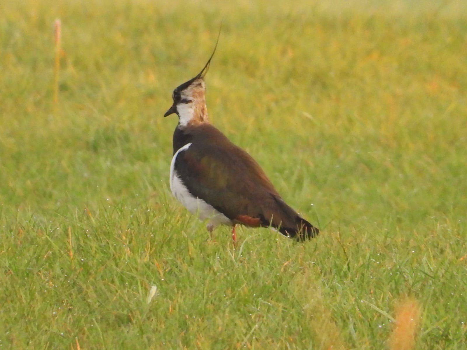 Lapwing At Elmore Esate Rewilding Land.