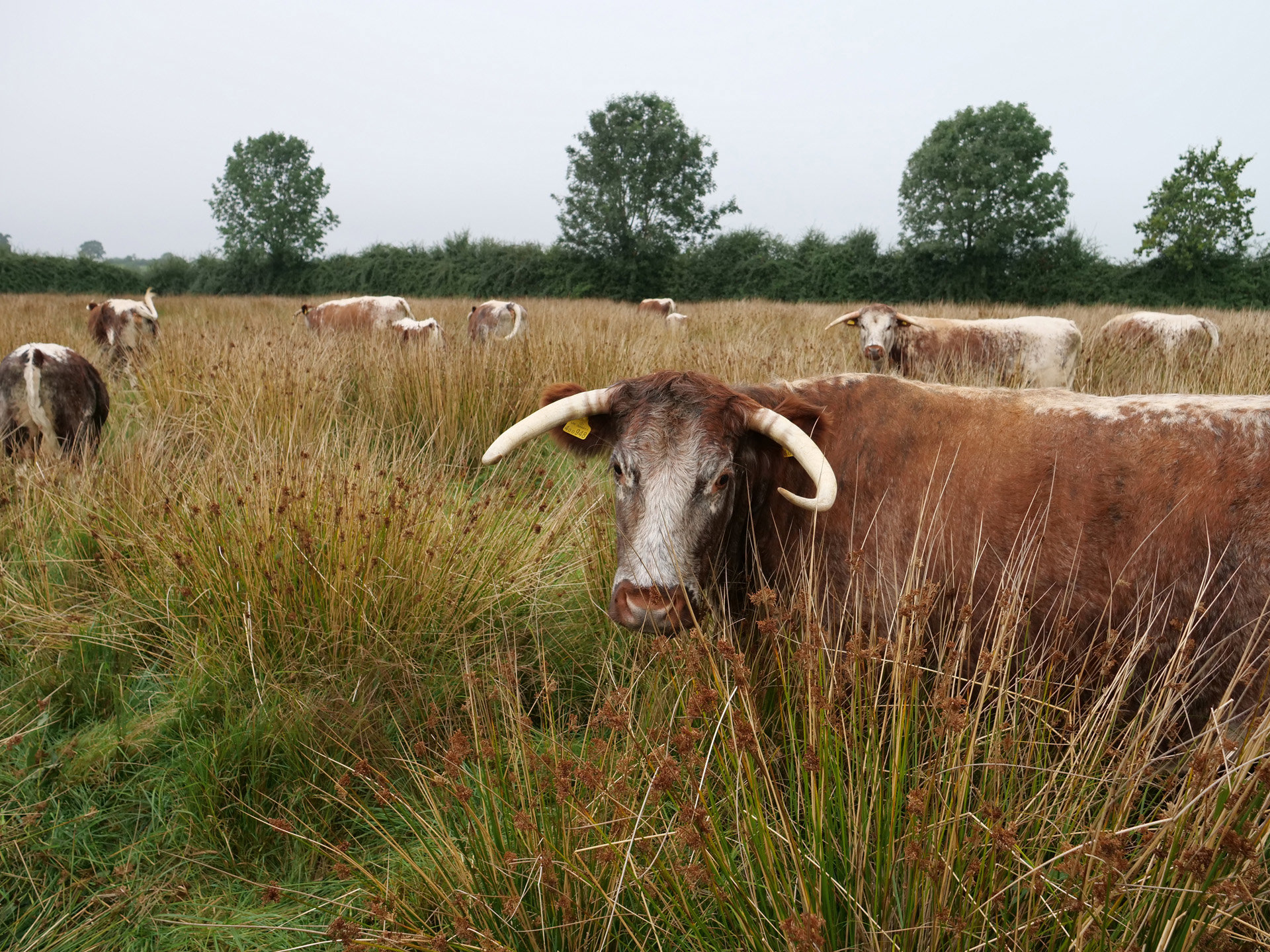Cow with long horns in wild grasslands at rewilding project at wedding venue elmore court