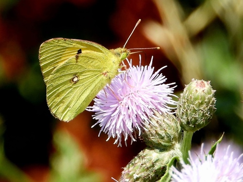 Clouded Yellow Butterfly on Elmore Estate Rewilding land.jpeg
