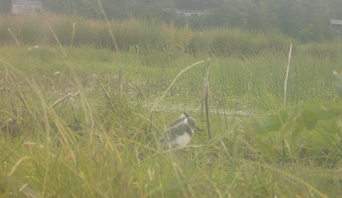 lapwing chicks at elmore estate rewilding land.png