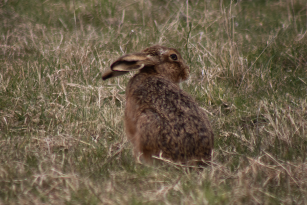 Hare2
