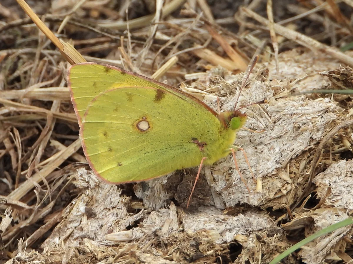 Clouded Yellow