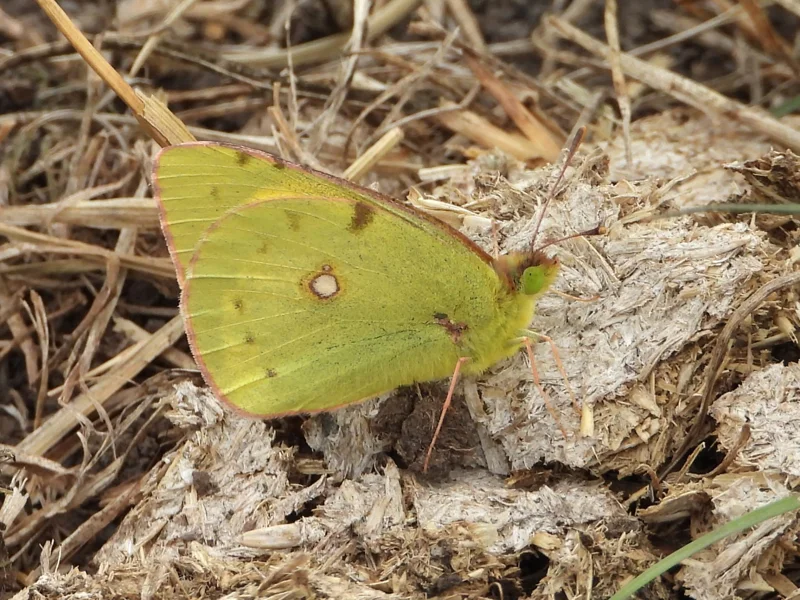 Clouded Yellow
