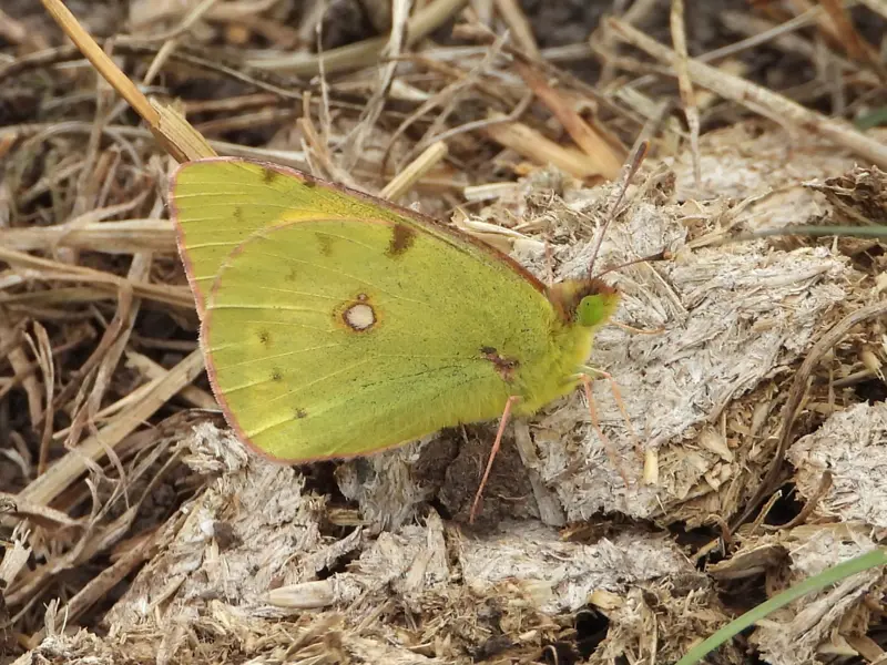Clouded Yellow