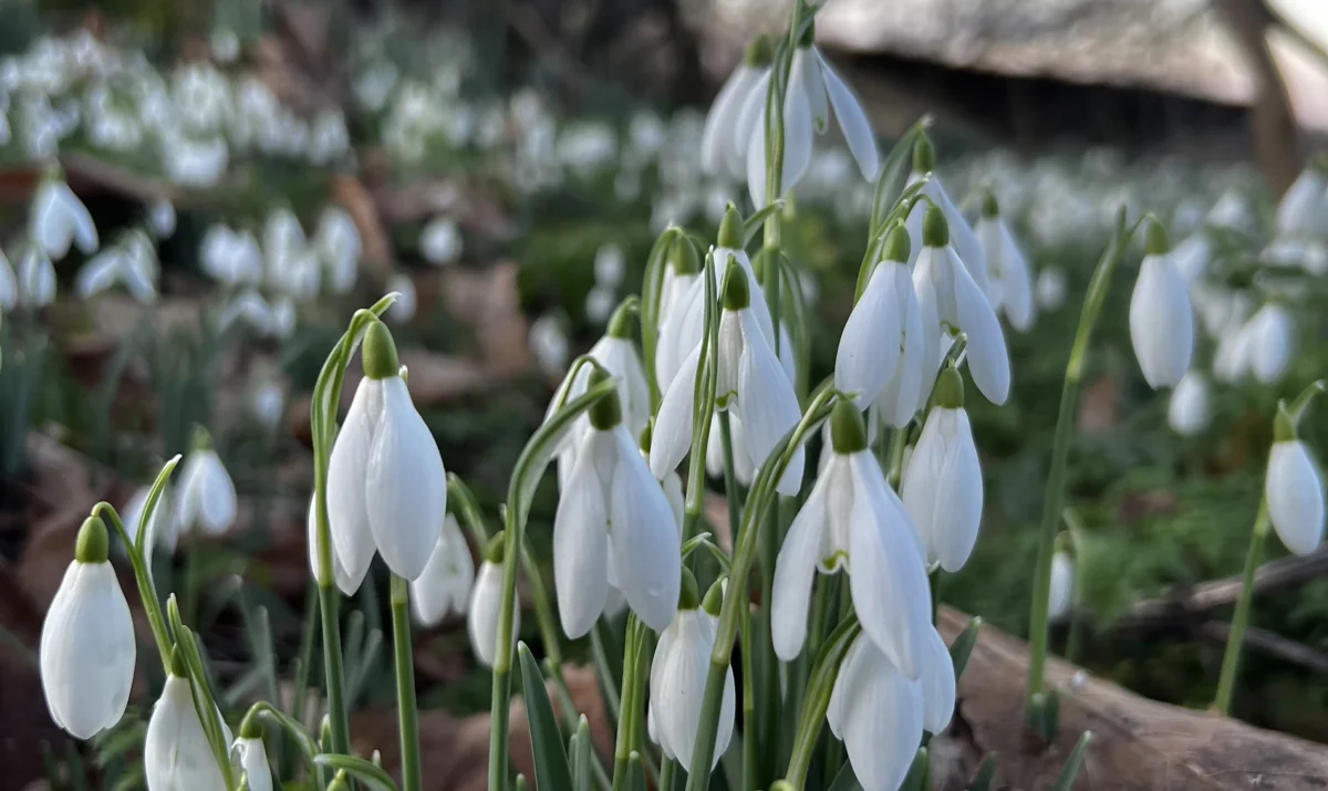 National Snowdrop Day At Elmore Estate Copy