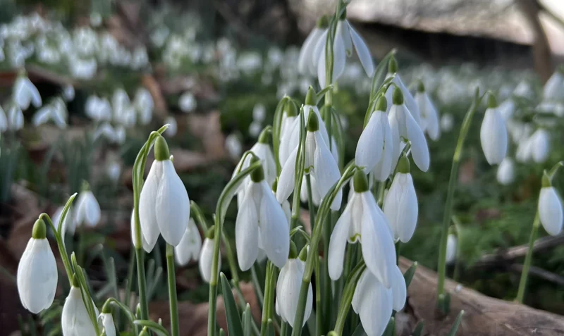 National Snowdrop Day At Elmore Estate Copy