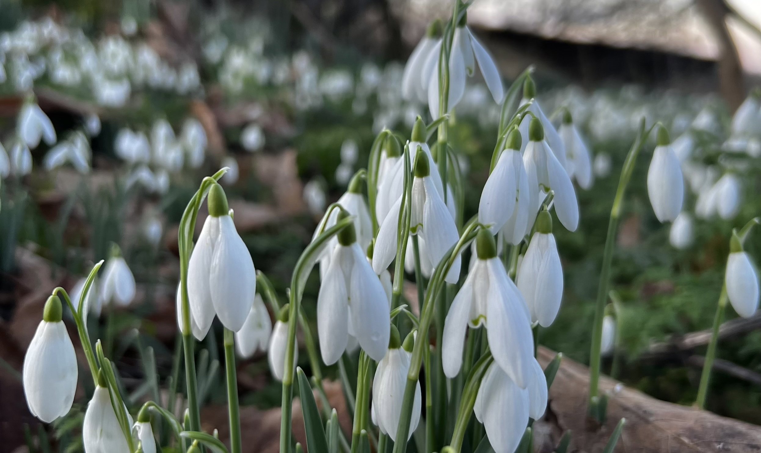 National Snowdrop Day At Elmore Estate Copy