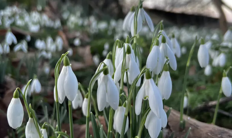 National Snowdrop Day At Elmore Estate Copy