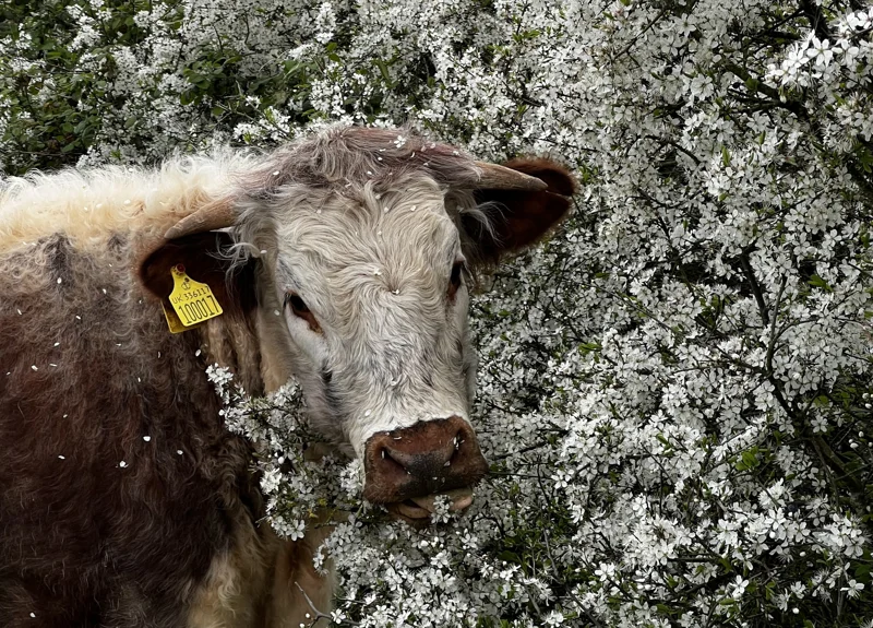 Longhorn cow enjoying the blossoms at Elmore Estate