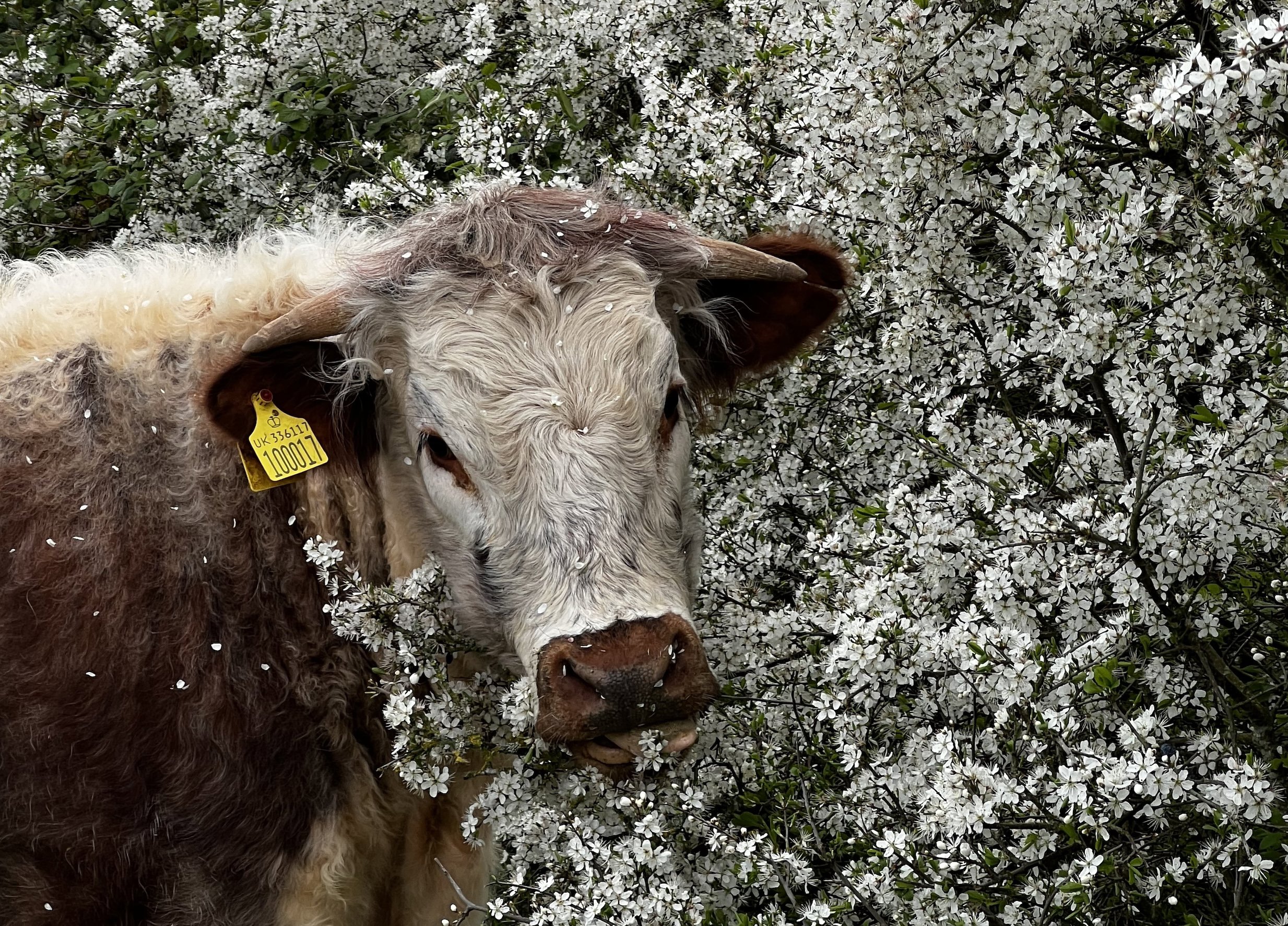 Longhorn cow enjoying the blossoms at Elmore Estate
