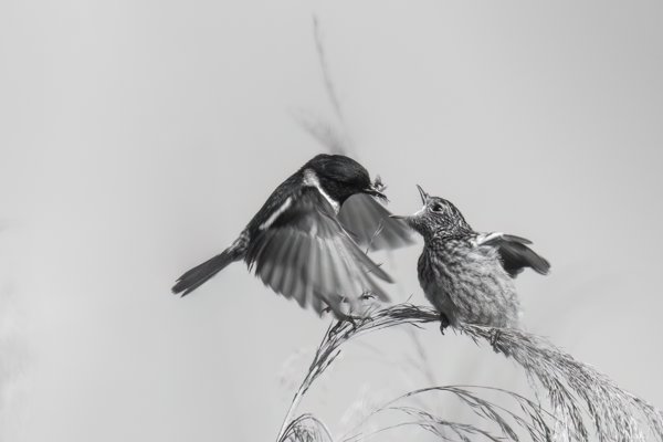 Shutterstock 2372138489 2