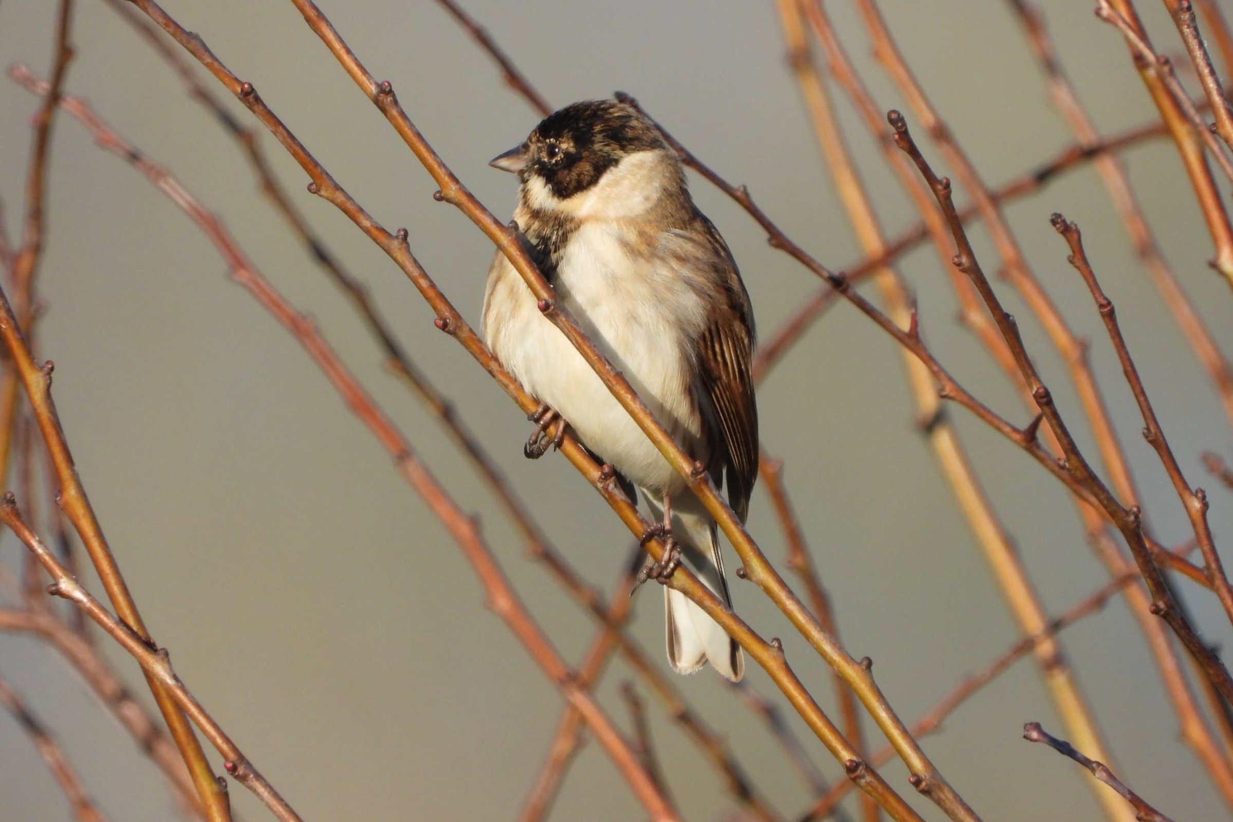 Common Reed Bunting AMBER 2