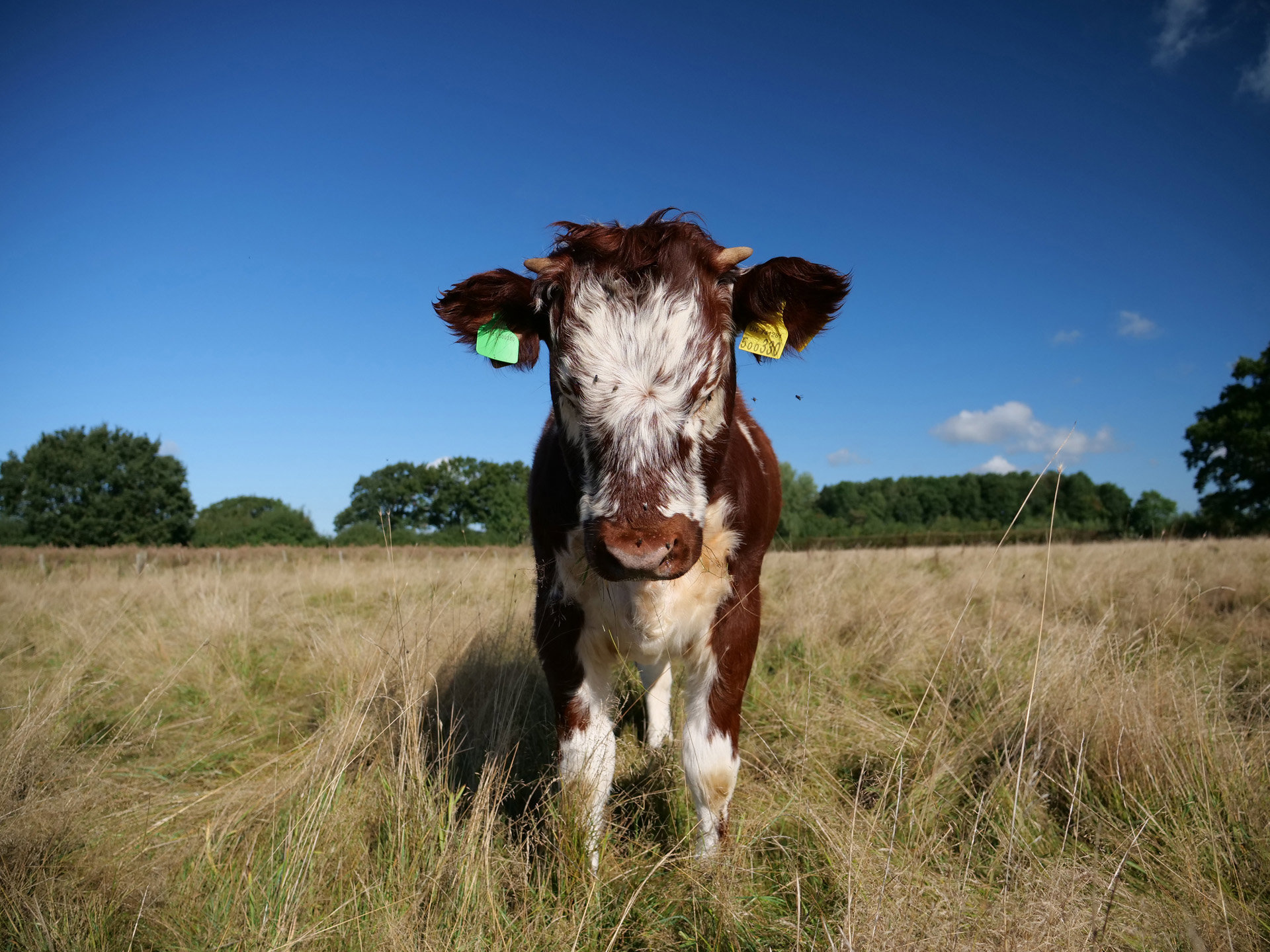 Longhorn calf with wooly coat at rewilding project at wild wedding venue Elmore Court