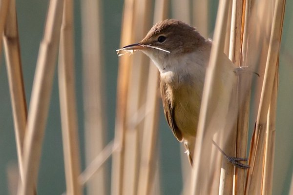 Reed Warbler 5214006 1280 1