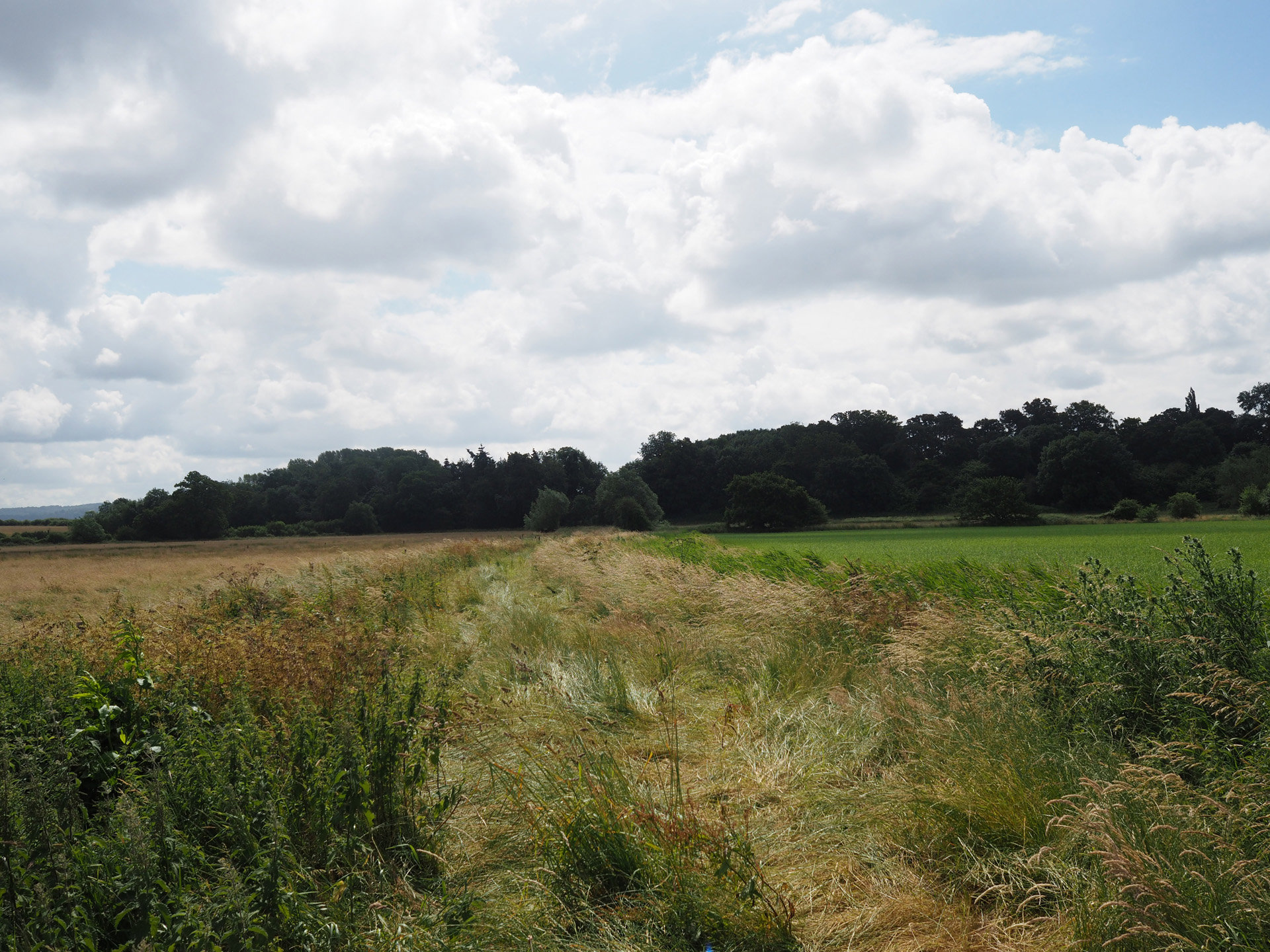 Rewilding Our Land